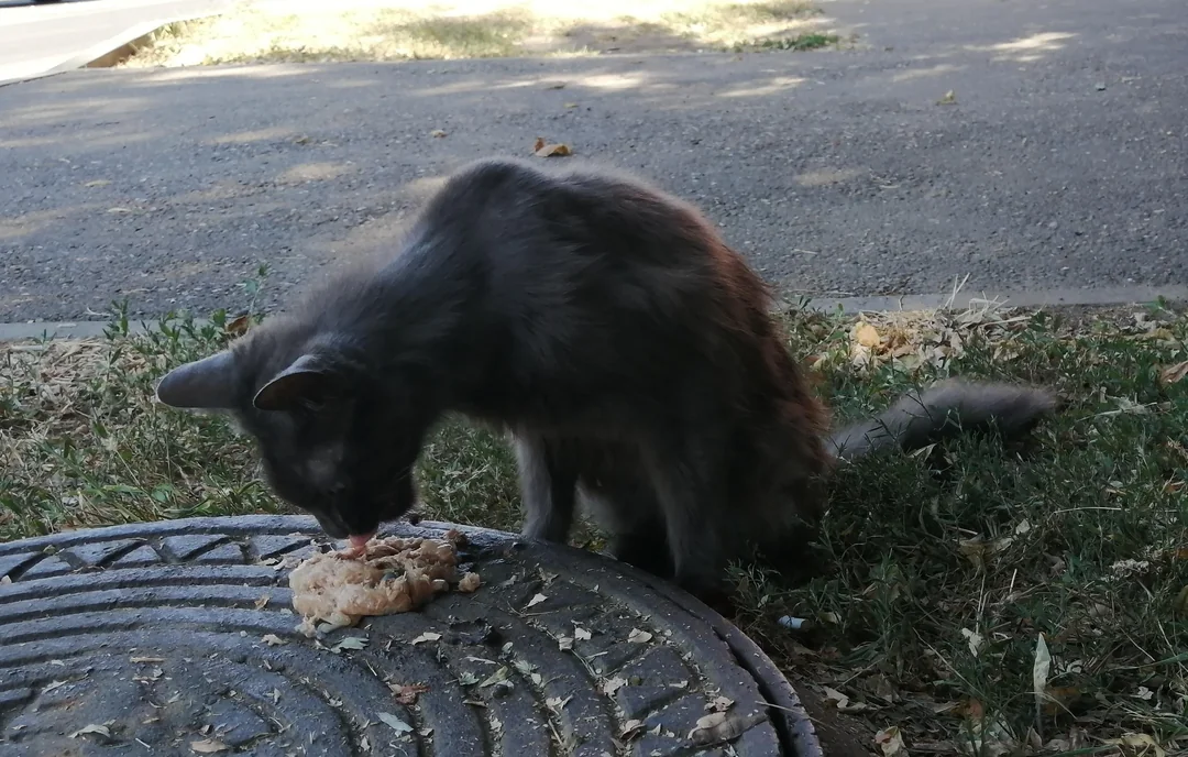 The photos don’t really show it, but he was very long and very skinny