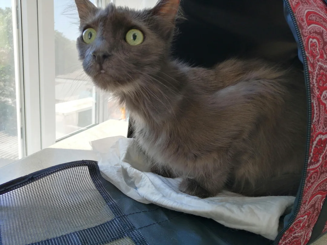 Vet visit the next day