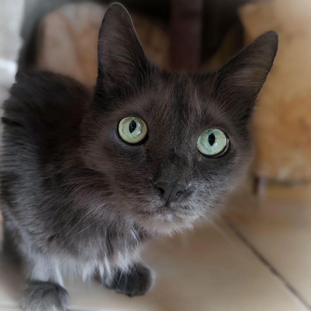 The Story of Marcus the Cat